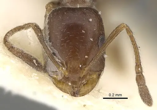 Monomorium subopacum specimen CASENT0922333 image casent0922333_2