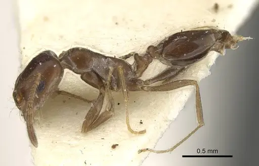 Monomorium subopacum specimen CASENT0922333 image casent0922333_3