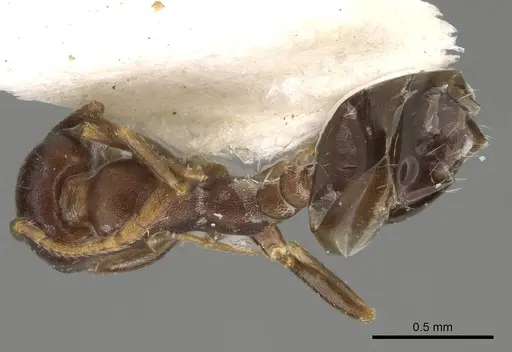 Monomorium subopacum specimen CASENT0922334 image casent0922334_1