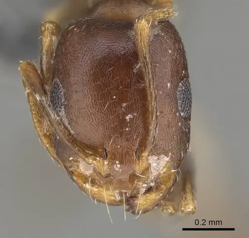 Monomorium subopacum specimen CASENT0922334 image casent0922334_2