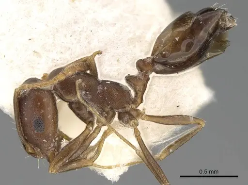 Monomorium subopacum specimen CASENT0922334 image casent0922334_3