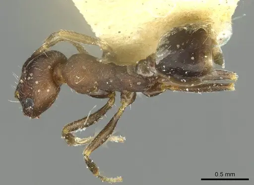 Monomorium suleyile specimen CASENT0913854 image casent0913854_1