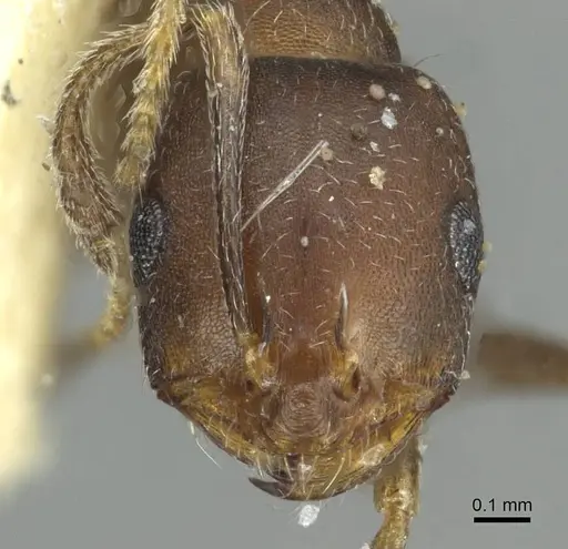 Monomorium suleyile specimen CASENT0913854 image casent0913854_2
