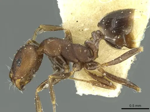 Monomorium suleyile specimen CASENT0913854 image casent0913854_3
