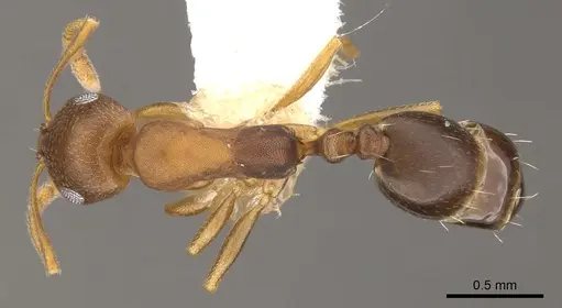 Monomorium sutu specimen CASENT0902214 image casent0902214_1
