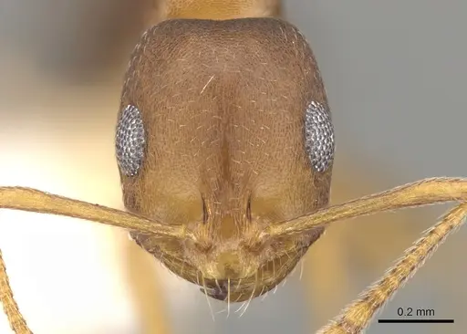 Monomorium sutu specimen CASENT0902214 image casent0902214_2