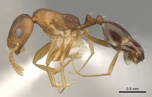Monomorium sutu specimen CASENT0902214 image casent0902214_3