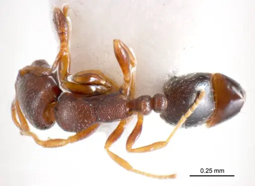 Monomorium sydneyense specimen ANTWEB1008682 image antweb1008682_1