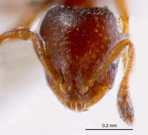 Monomorium sydneyense specimen ANTWEB1008682 image antweb1008682_2