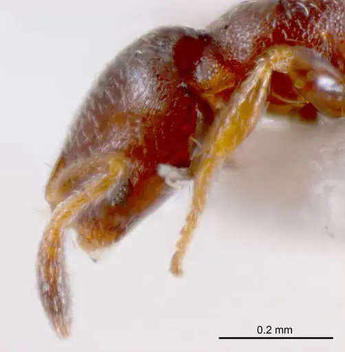 Monomorium sydneyense specimen ANTWEB1008682 image antweb1008682_3