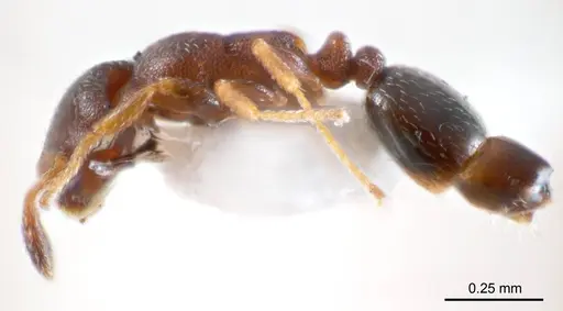 Monomorium sydneyense specimen ANTWEB1008682 image antweb1008682_4