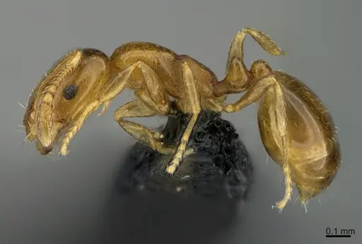 Monomorium sydneyense specimen CASENT0070274 image casent0070274_1