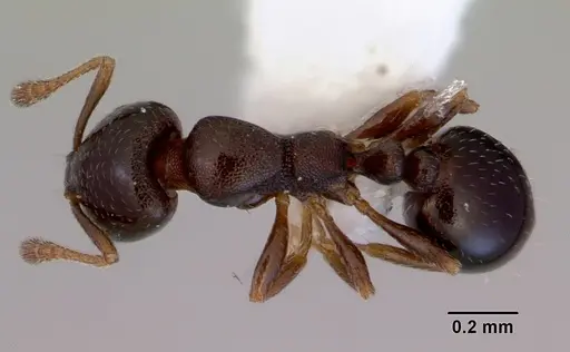 Monomorium sydneyense specimen CASENT0172359 image casent0172359_1