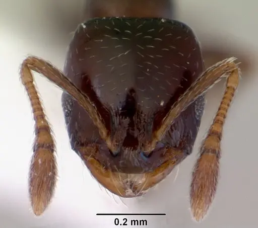 Monomorium sydneyense specimen CASENT0172359 image casent0172359_2