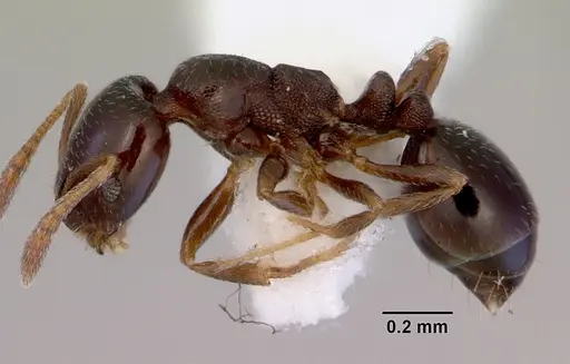 Monomorium sydneyense specimen CASENT0172359 image casent0172359_3