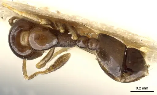 Monomorium sydneyense specimen CASENT0904587 image casent0904587_1