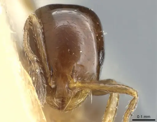 Monomorium sydneyense specimen CASENT0904587 image casent0904587_2