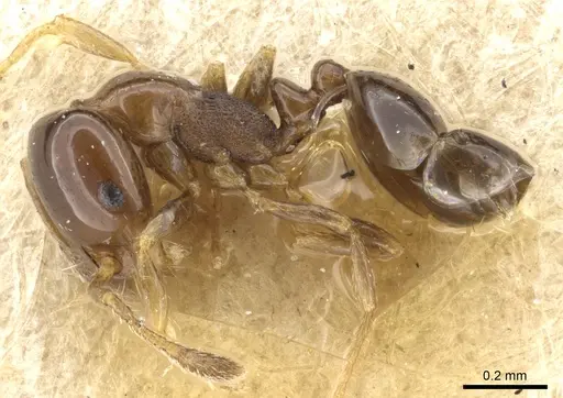 Monomorium sydneyense specimen CASENT0904587 image casent0904587_3