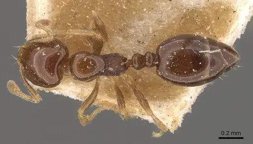 Monomorium sydneyense specimen CASENT0908774 image casent0908774_1