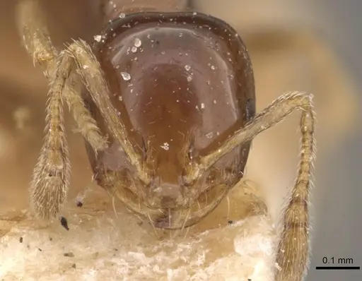 Monomorium sydneyense specimen CASENT0908774 image casent0908774_2