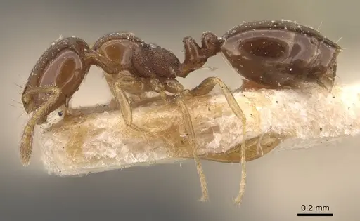 Monomorium sydneyense specimen CASENT0908774 image casent0908774_3