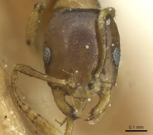 Monomorium sydneyense specimen CASENT0913586 image casent0913586_2