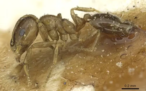 Monomorium sydneyense specimen CASENT0913586 image casent0913586_3