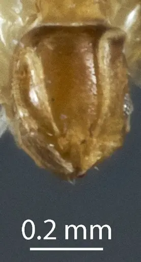 Monomorium sydneyense specimen JDM32-003820 image jdm32-003820_2