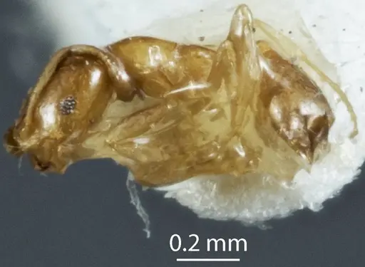 Monomorium sydneyense specimen JDM32-003820 image jdm32-003820_3