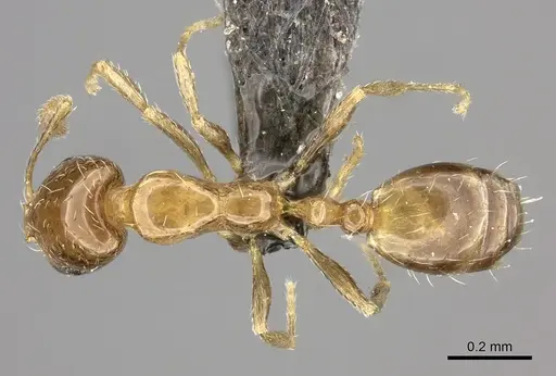 Monomorium symmotu specimen CASENT0235919 image casent0235919_1