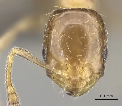 Monomorium symmotu specimen CASENT0235919 image casent0235919_2