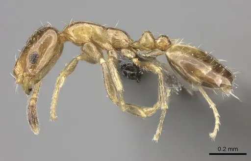 Monomorium symmotu specimen CASENT0235919 image casent0235919_3