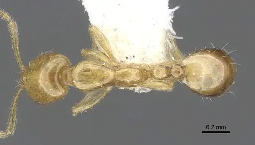 Monomorium symmotu specimen CASENT0902237 image casent0902237_1