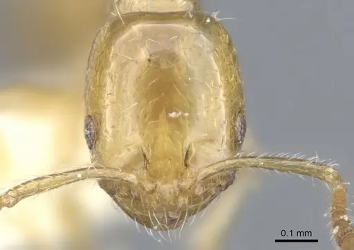 Monomorium symmotu specimen CASENT0902237 image casent0902237_2