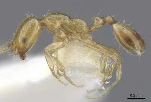 Monomorium symmotu specimen CASENT0902237 image casent0902237_3