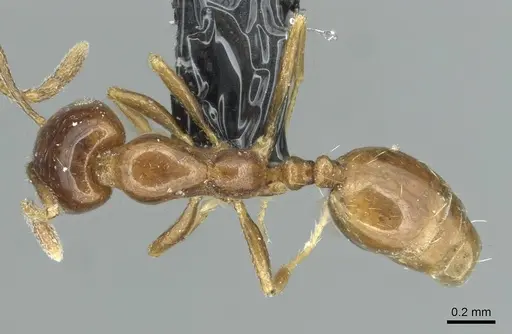 Monomorium syriacum specimen CASENT0913767 image casent0913767_1