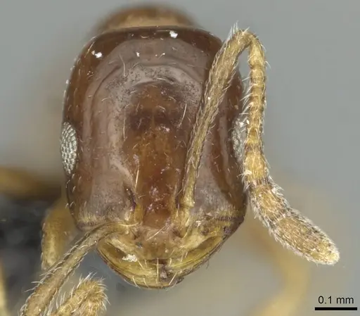 Monomorium syriacum specimen CASENT0913767 image casent0913767_2