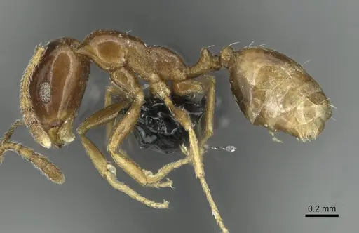 Monomorium syriacum specimen CASENT0913767 image casent0913767_3