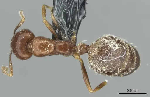 Monomorium syriacum specimen CASENT0913768 image casent0913768_1