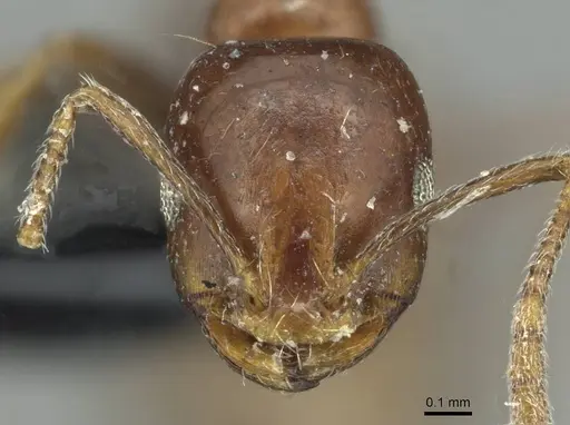 Monomorium syriacum specimen CASENT0913768 image casent0913768_2