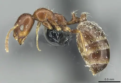 Monomorium syriacum specimen CASENT0913768 image casent0913768_3
