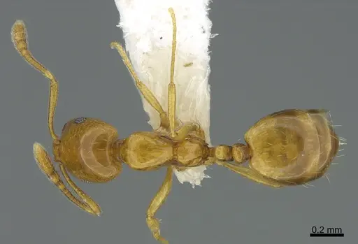 Monomorium tablense specimen CASENT0810825 image casent0810825_1