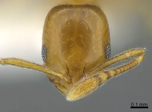 Monomorium tablense specimen CASENT0810825 image casent0810825_2