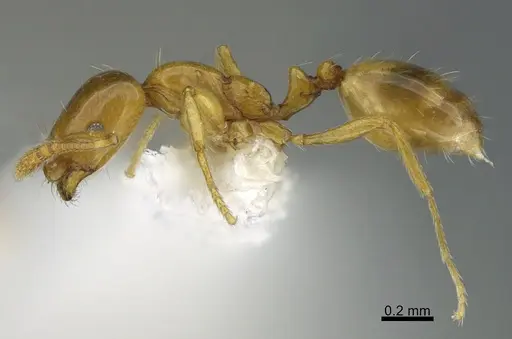 Monomorium tablense specimen CASENT0810825 image casent0810825_3