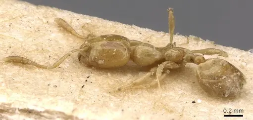 Monomorium tablense specimen CASENT0908729 image casent0908729_1
