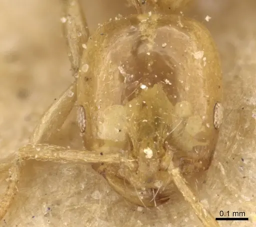 Monomorium tablense specimen CASENT0908729 image casent0908729_2