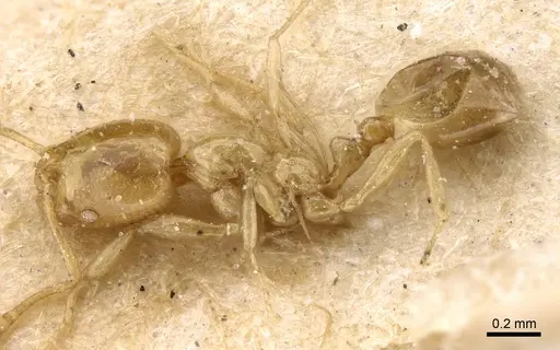 Monomorium tablense specimen CASENT0908729 image casent0908729_3