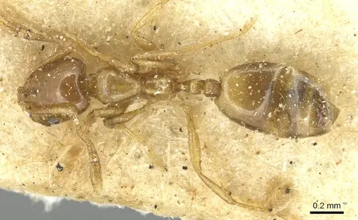 Monomorium tablense specimen CASENT0913860 image casent0913860_1