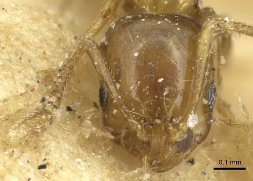 Monomorium tablense specimen CASENT0913860 image casent0913860_2