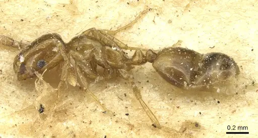 Monomorium tablense specimen CASENT0913860 image casent0913860_3